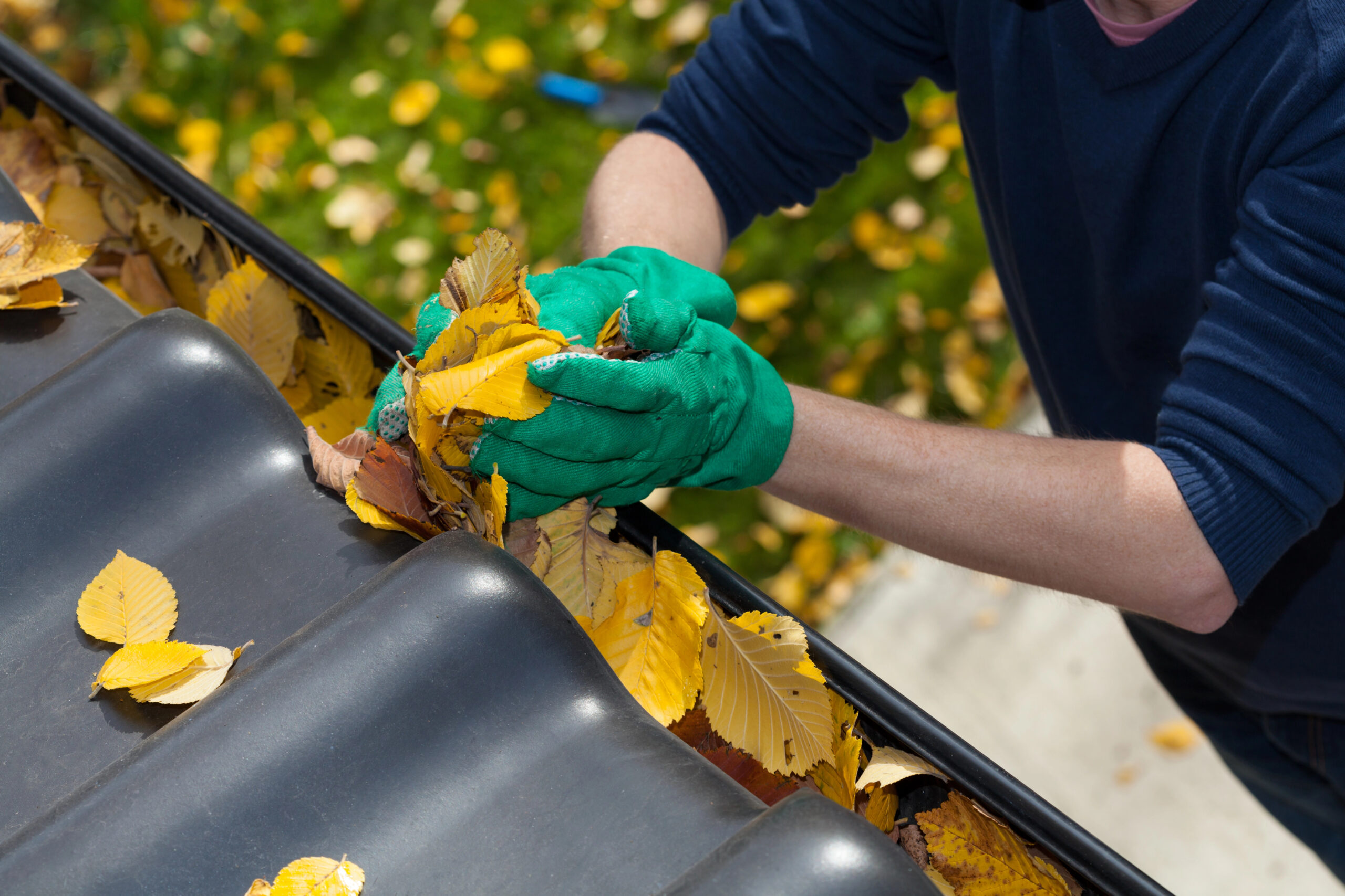 Person entsorgt Herbstlaub in grüner Tonne.